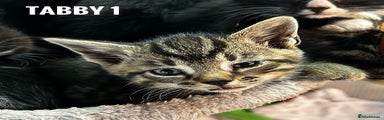 Tabby 1