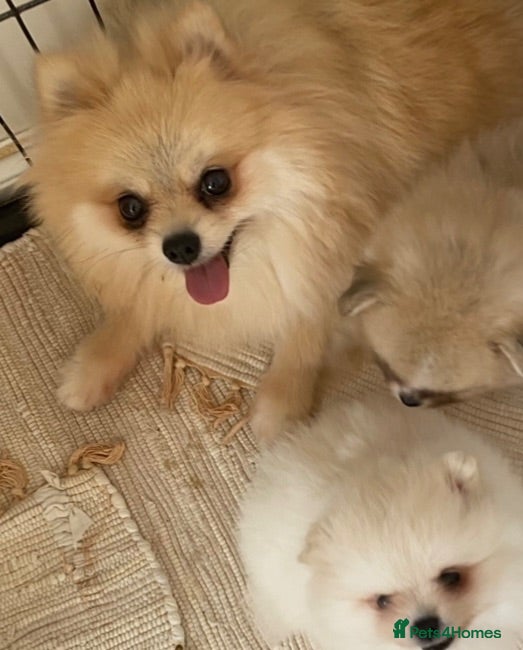 Pomeranian dogs Snow White Pomeranian for sale - Advert 1