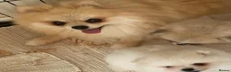 Pomeranian dogs for sale: Snow White Pomeranian for sale - Advert 1