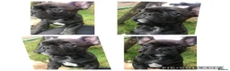French Bulldog dogs for sale: Zelda - Advert 2