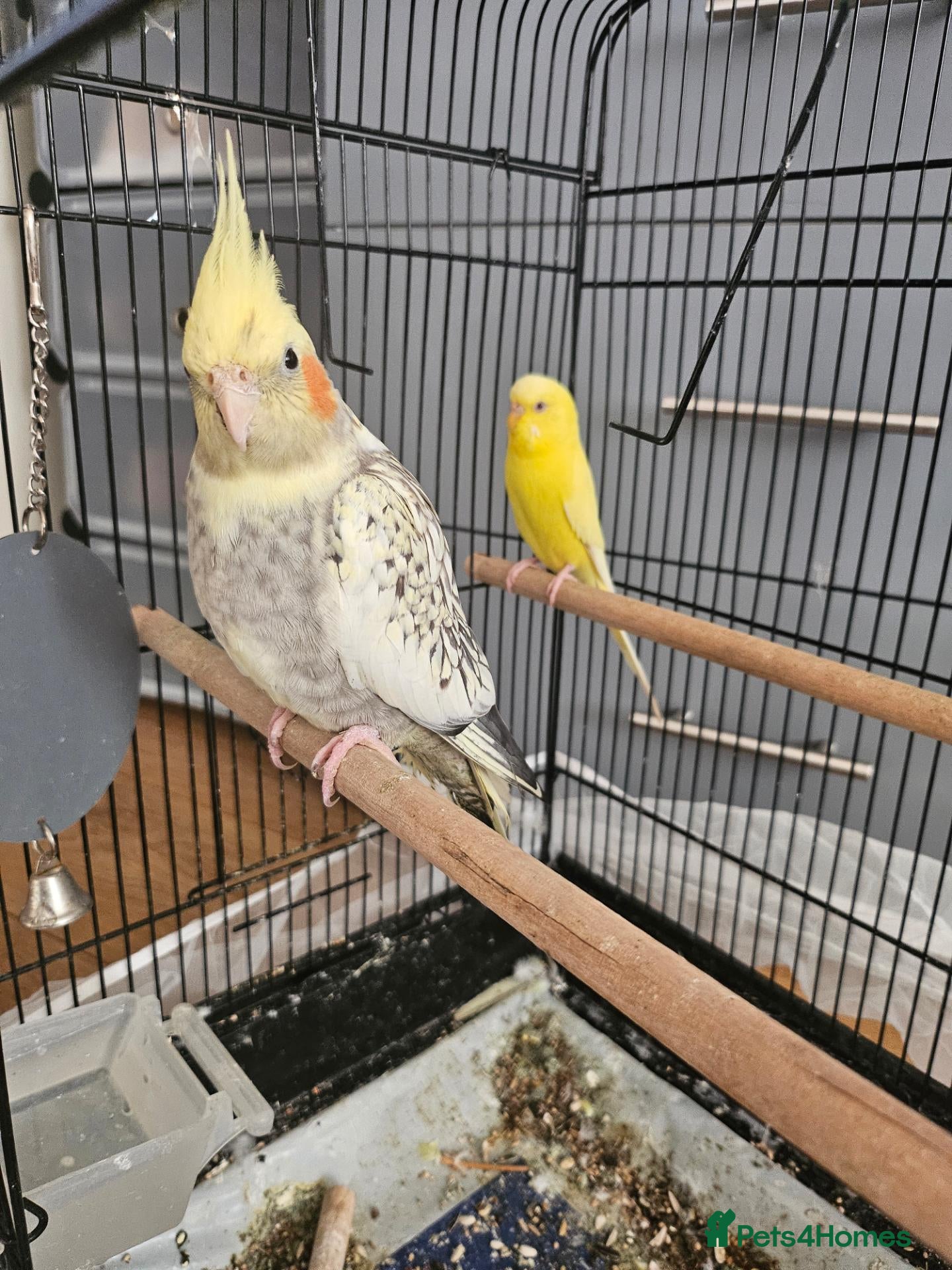 Cockatiels birds Cockatiels and Budgie - Advert 12
