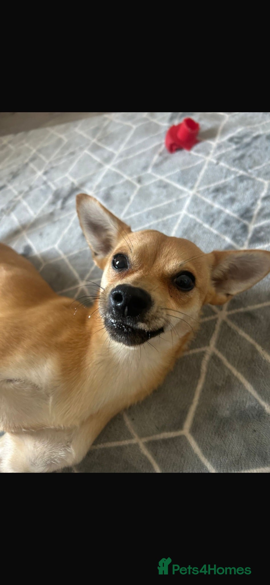 Mixed Breed dogs 6 month old Jack Russel / Pomeranian boy  - Advert 1