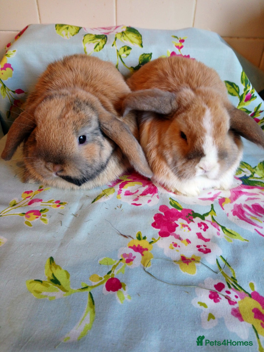 Mini Lop rabbits for sale: Pedigree Mini Lops - Advert 31