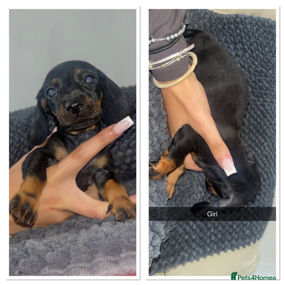 Miniature Dachshund dogs for sale: Miniature dachshunds - Image 5