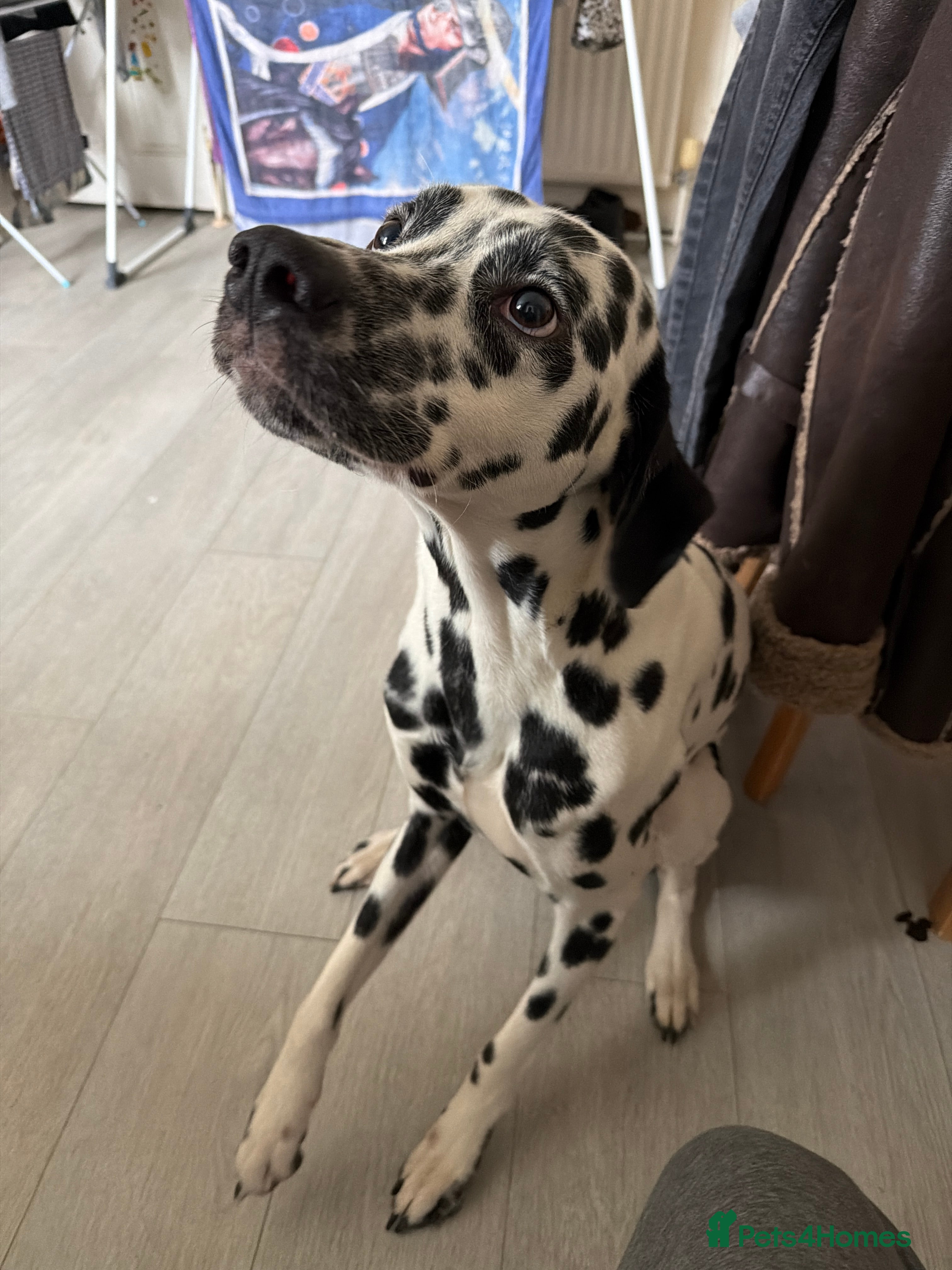 Dalmatian dogs 2 year old male Dalmatian - Advert 2