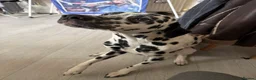 Dalmatian dogs for sale: 2 year old male Dalmatian in Plymouth - Advert 1