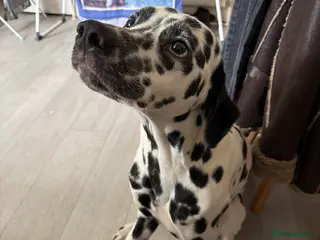 Dalmatian dogs 2 year old male Dalmatian - Advert 2