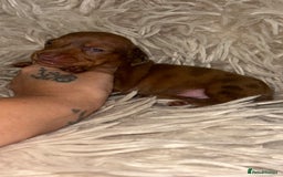 Miniature Dachshund dogs for sale: Kc true miniature dachshund  - Image 7