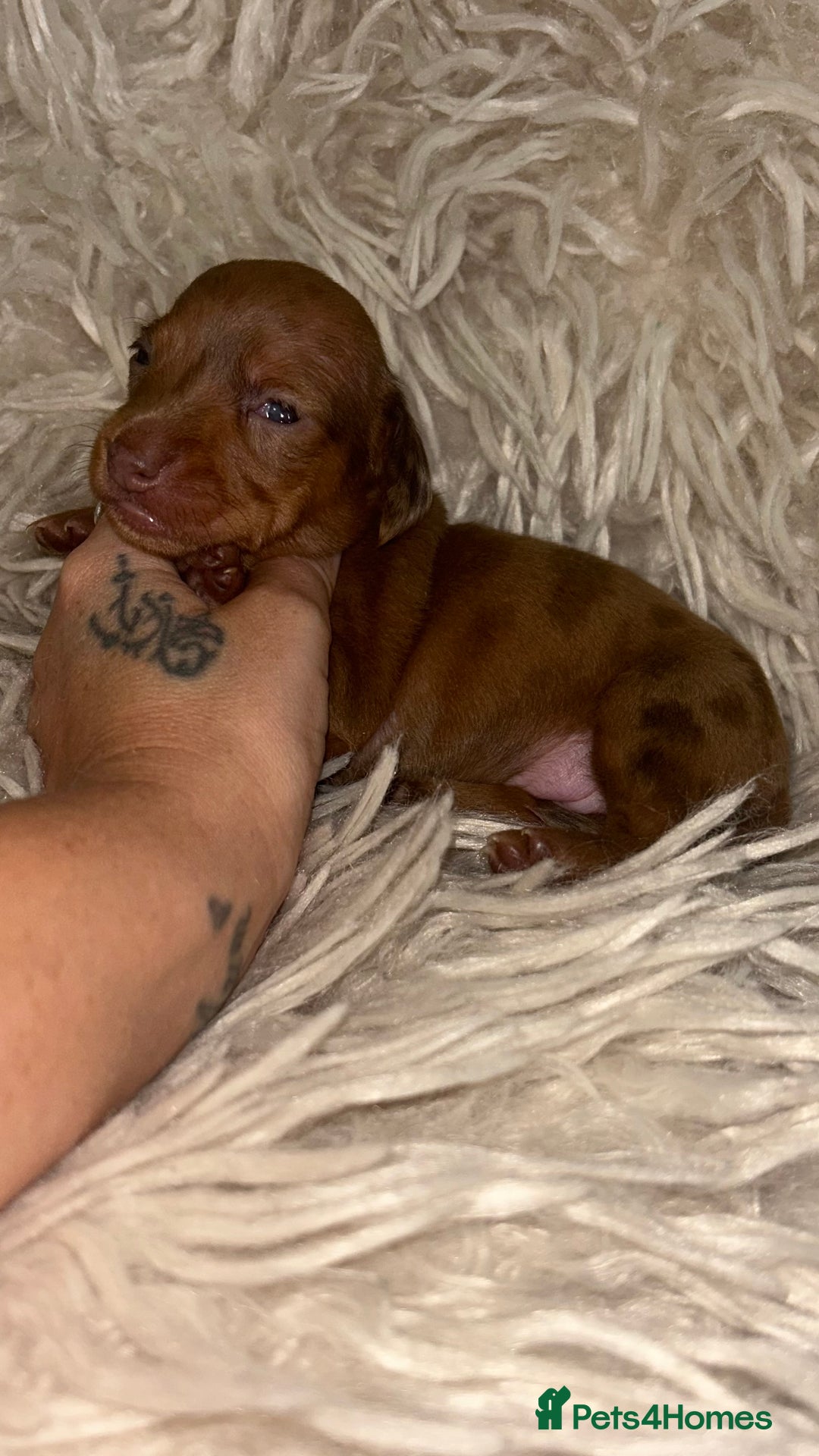 Miniature Dachshund dogs for sale: Kc true miniature dachshund  - Image 7
