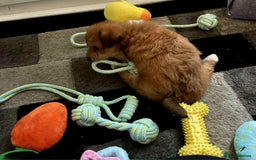 Mixed Breed dogs for sale: Beautiful YorkieRussell pups for sale! Small size  - Image 28