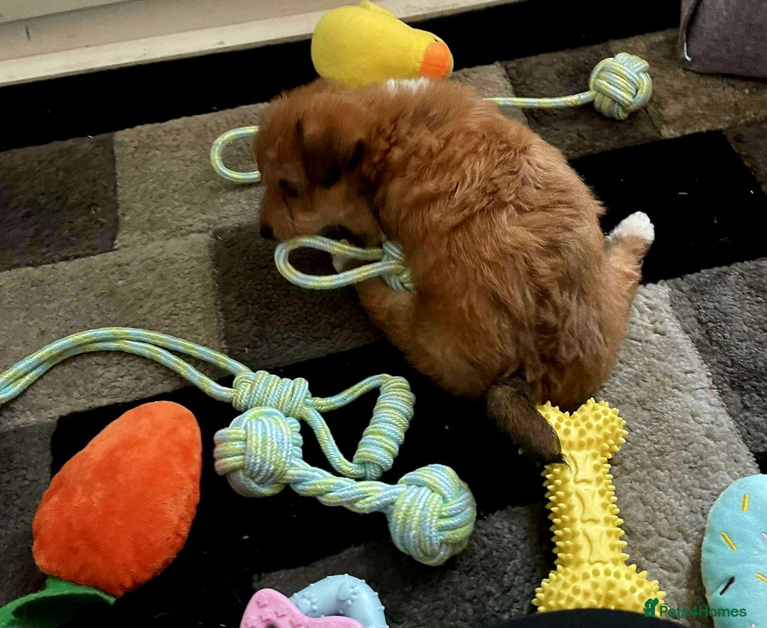 Mixed Breed dogs for sale: Beautiful YorkieRussell pups for sale! Small size  - Image 28