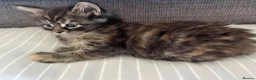 Maine Coon cats for sale: Beautiful Half Maine coon kittens  - Advert 37