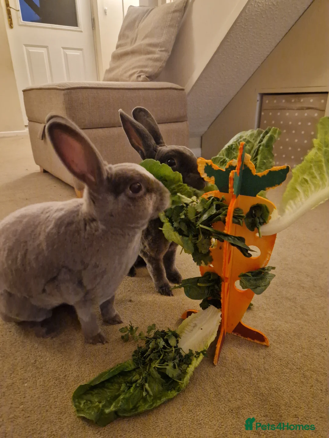 Rex rabbits for sale: Mini Rex Pair - Advert 2