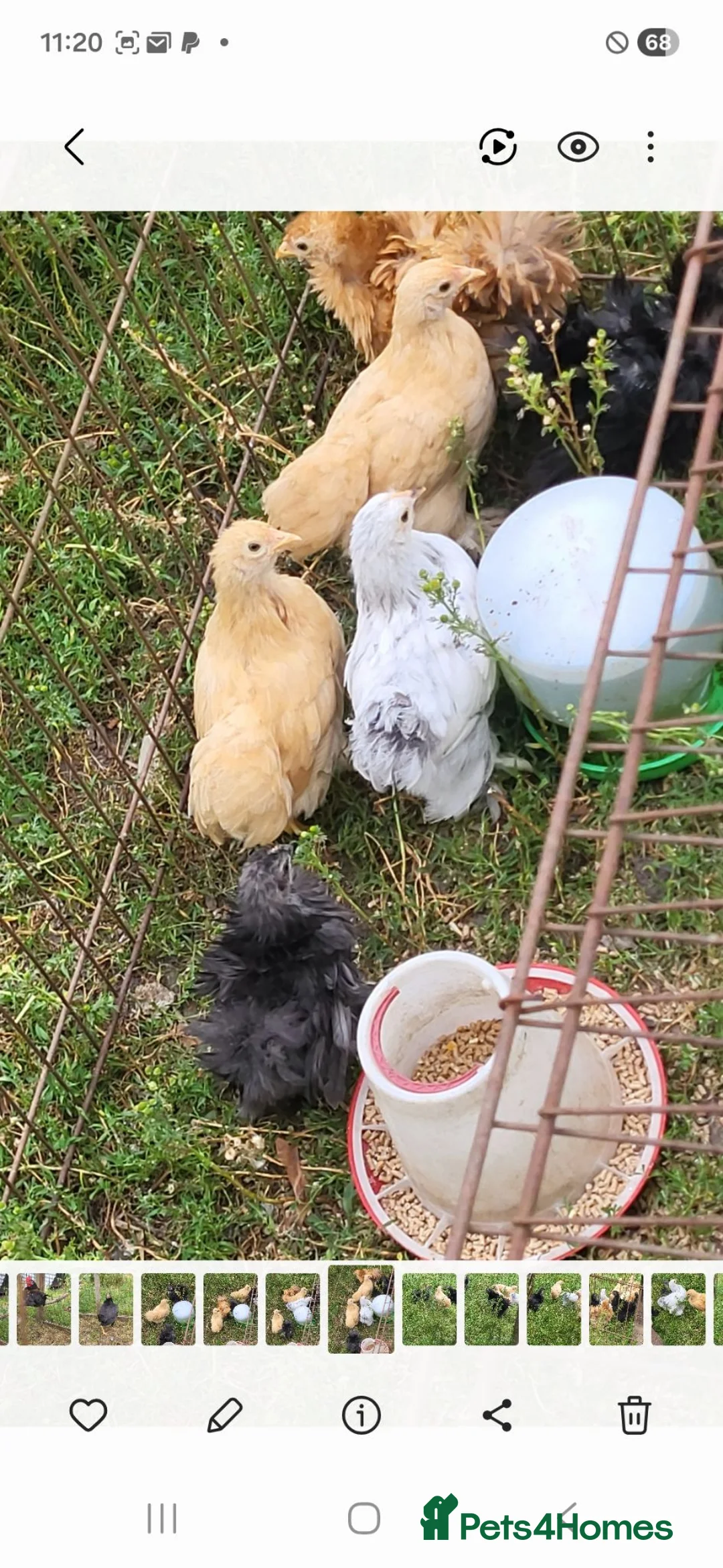 Chickens poultry for sale: Pekin bantam pullets  - Advert 3