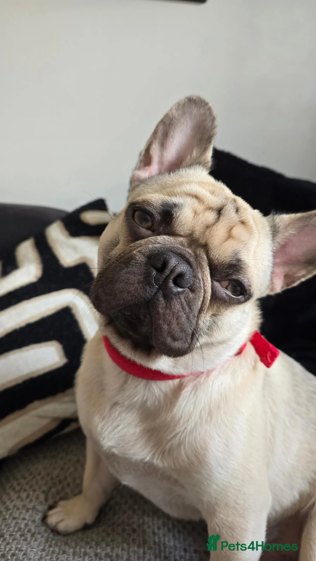 Mixed Breed dogs for sale: Mix breed french bulldog For Sale - Advert 3