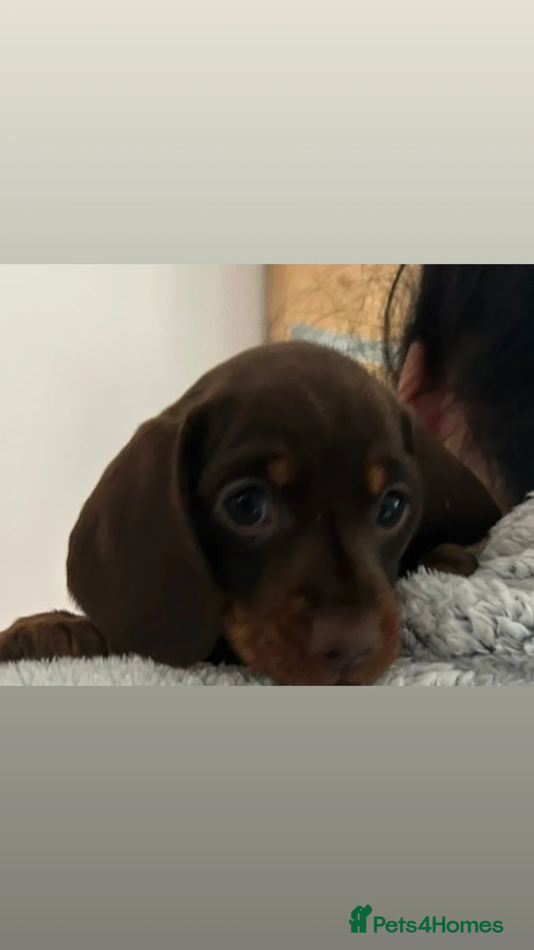 Dachshund dogs for sale: Dachshund puppies  - Advert 20