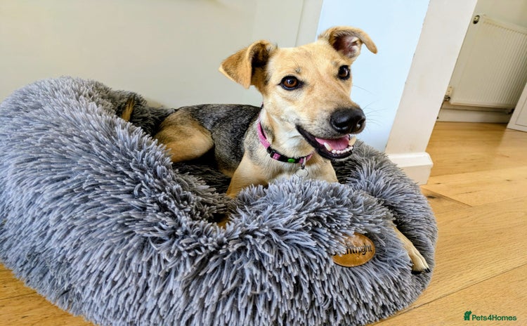 Mixed Breed dogs - Advert 1