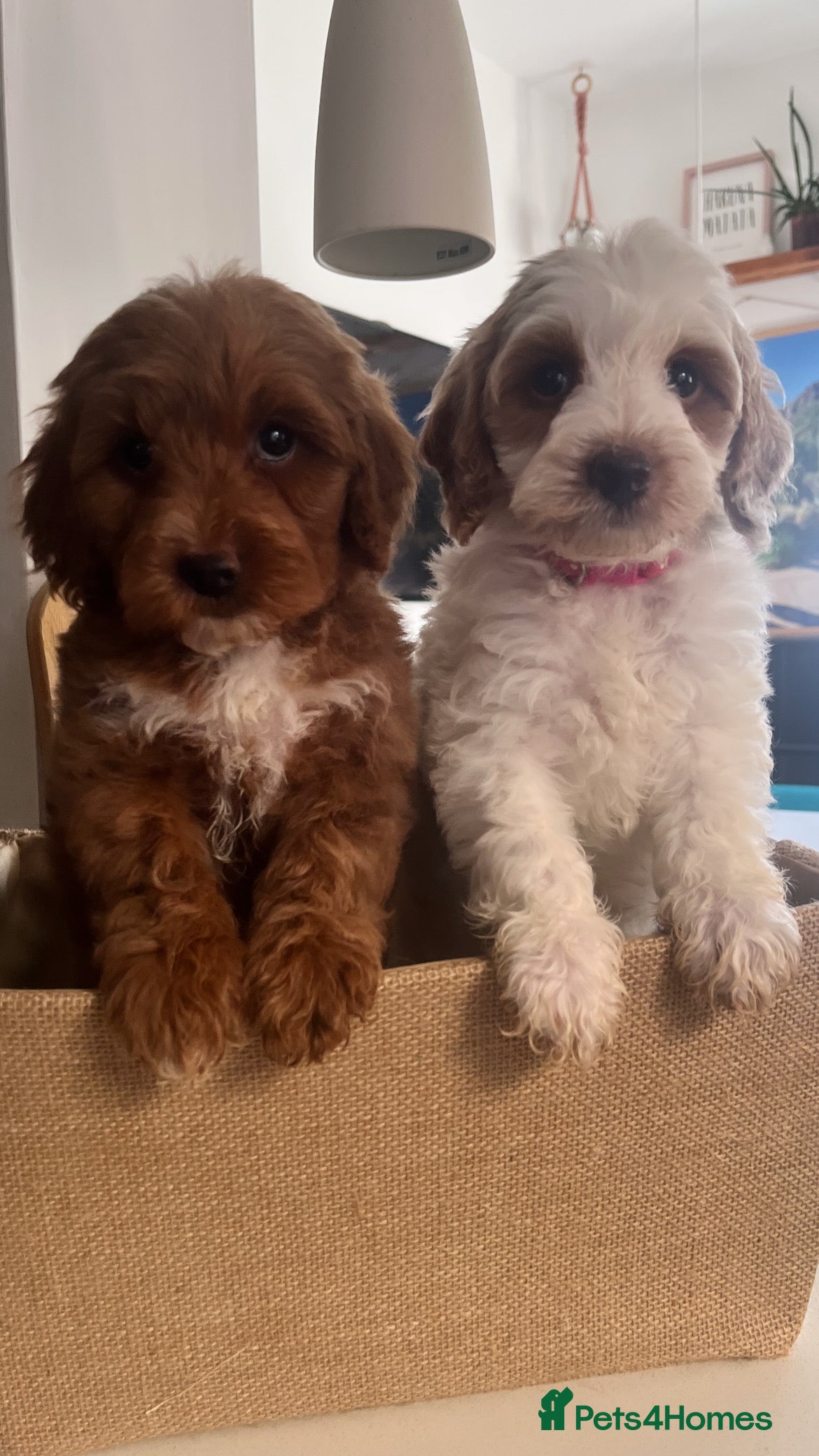 Australian Labradoodle dogs Absolutely Stunning Australian Labradoodle Puppies - Advert 1