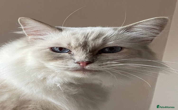 Ragdoll cats - Advert 7