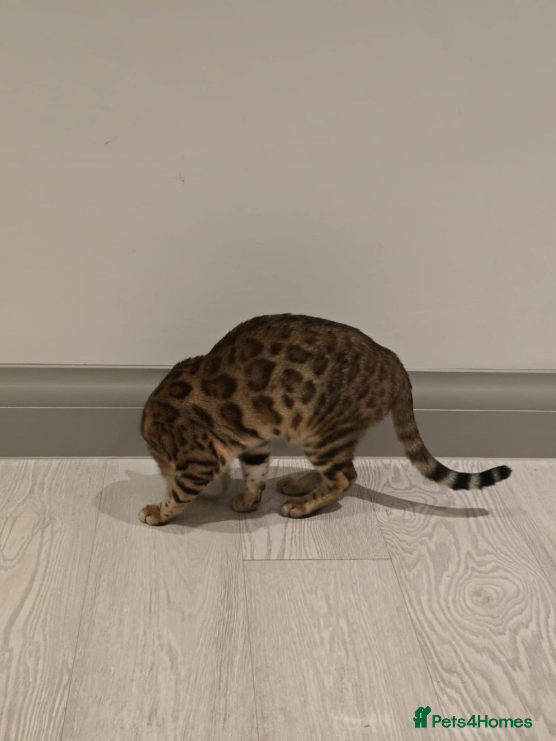 Bengal cats for sale: Beautiful Pure Bengal Boy - Advert 7