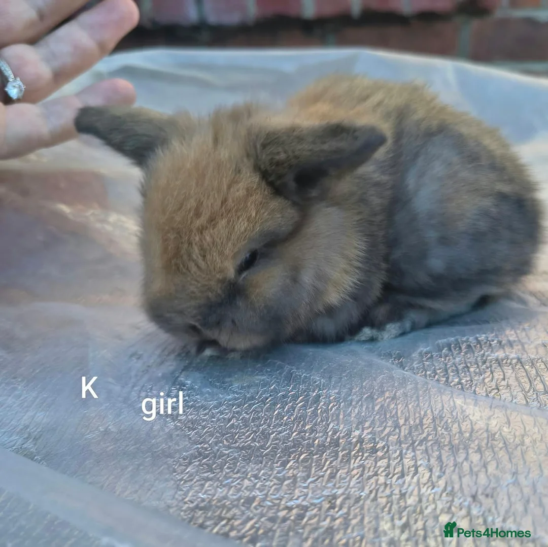 Mini Lop rabbits for sale: Mini lop babies - Advert 2