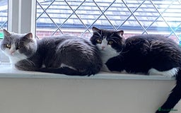 Ragdoll cats for sale: 7yr old Brothers need new home!! - Image 9