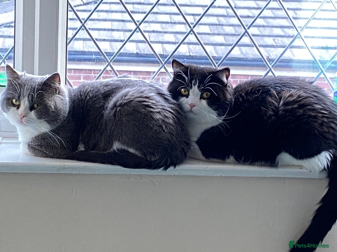 Ragdoll cats for sale: 7yr old Brothers need new home!! - Image 9