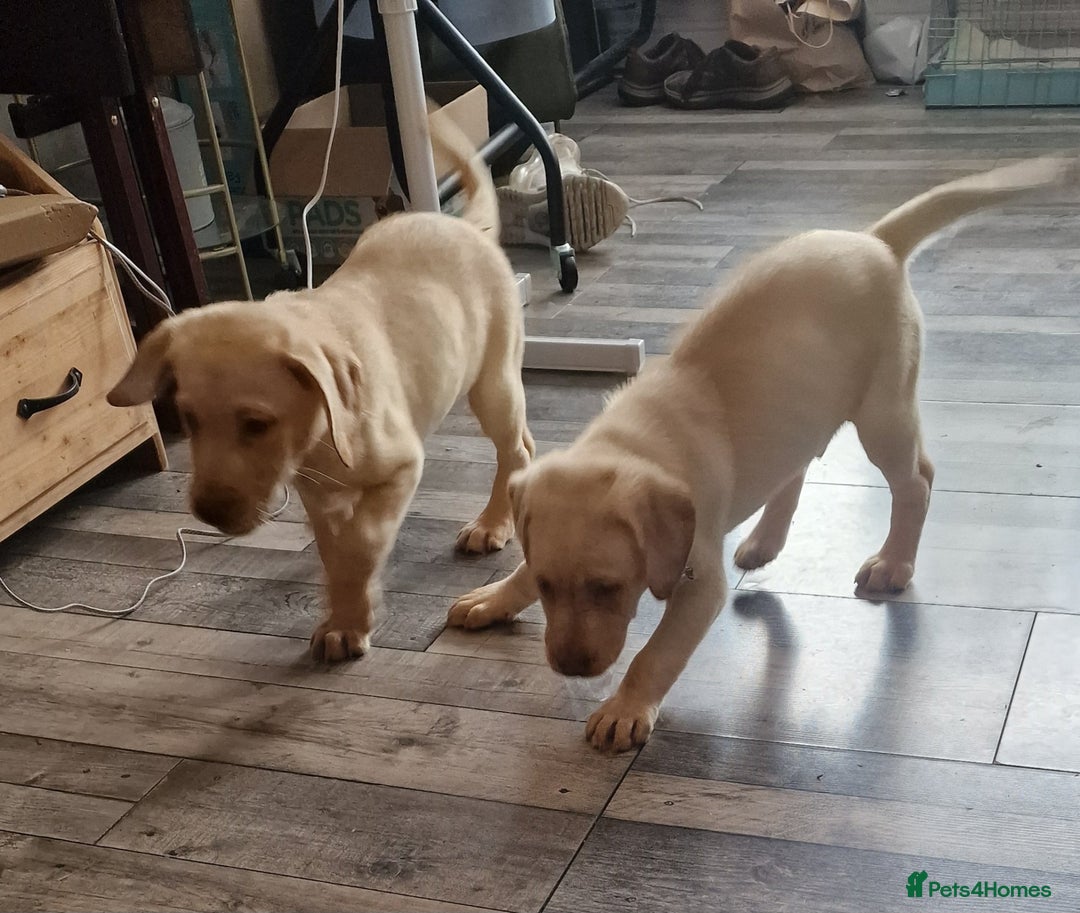 Labrador Retriever dogs for sale: Fox red Labrador Retrievers pups for sale. - Image 3