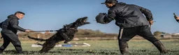 Giant Schnauzer dogs for sale: 7 Month old Giant Schnauzer  in London - Advert 3