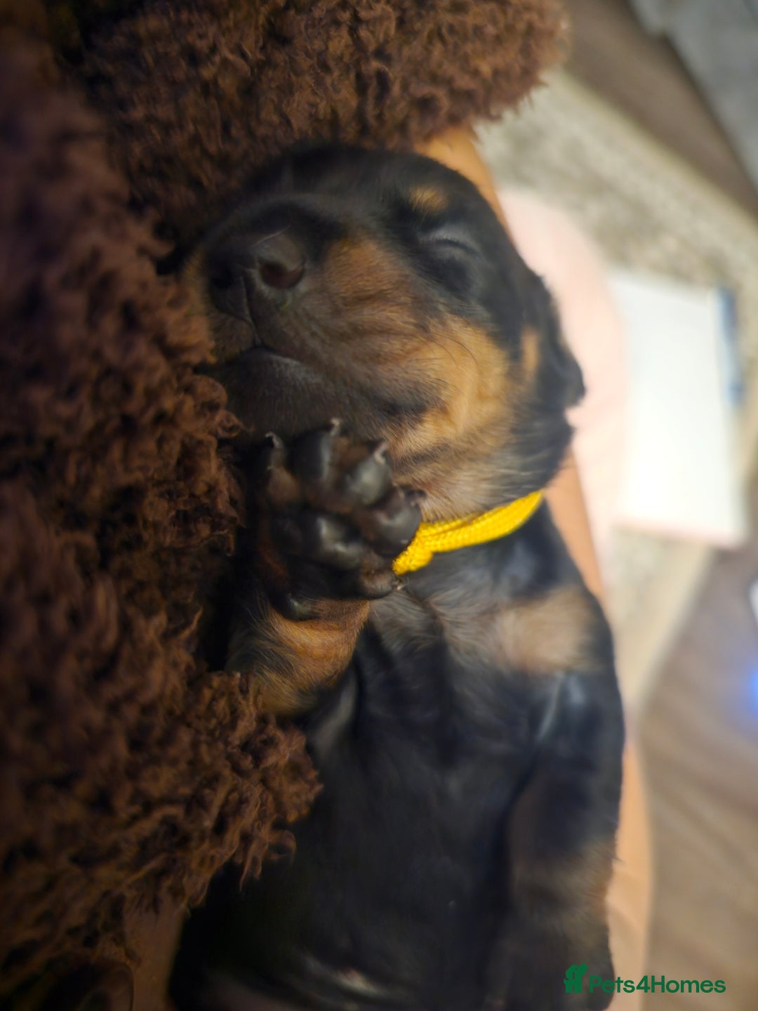 Dachshund dogs for sale: Beautiful Dachshund Puppies - Image 38