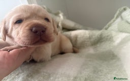 Labrador Retriever dogs for sale: 2 Labrador male pups READY NOW - Image 10