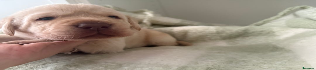 Rare Dudley blue Labrador Retriever