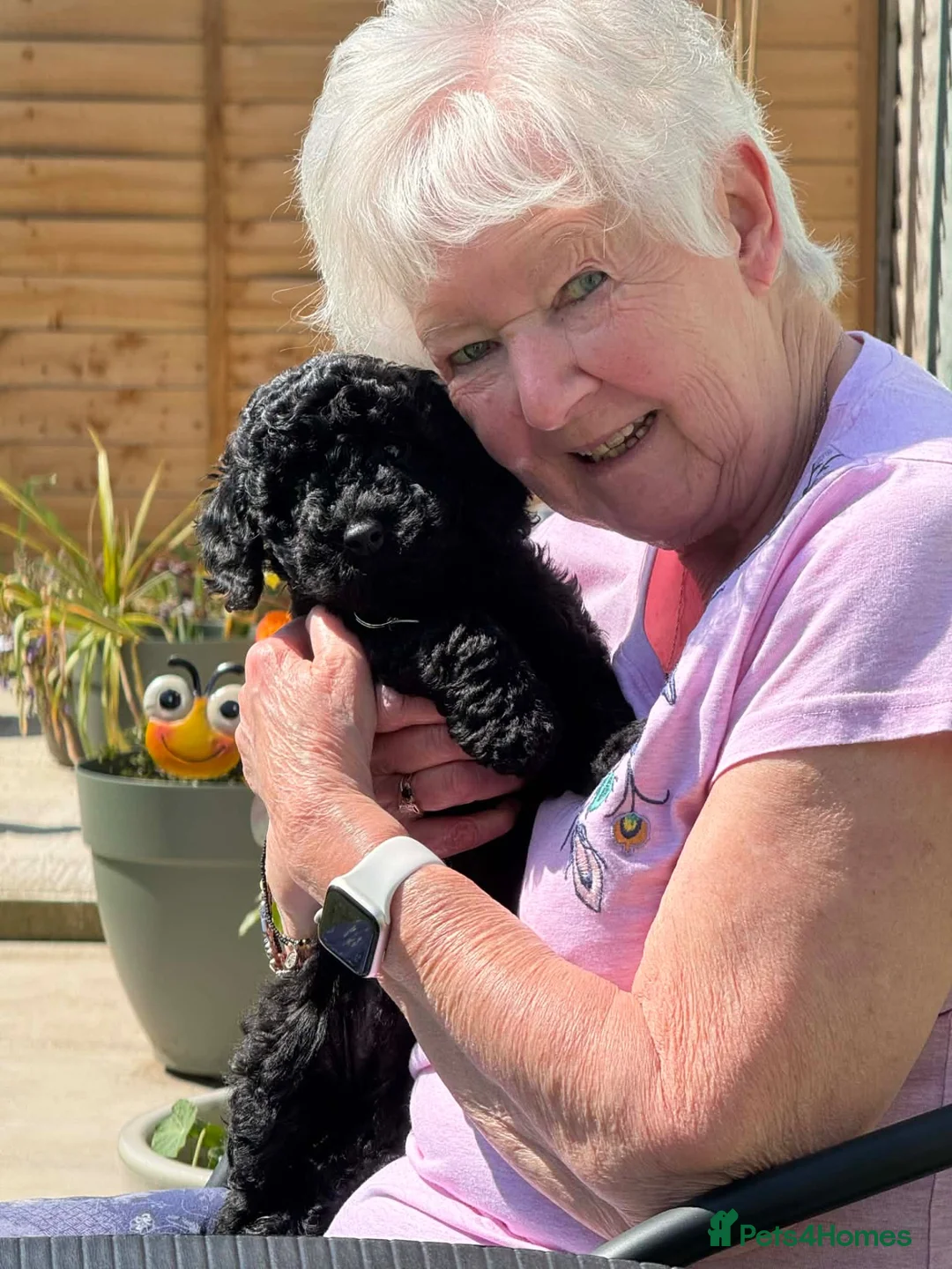 Cockapoo dogs for sale: Rehoming  in Southampton - Advert 2