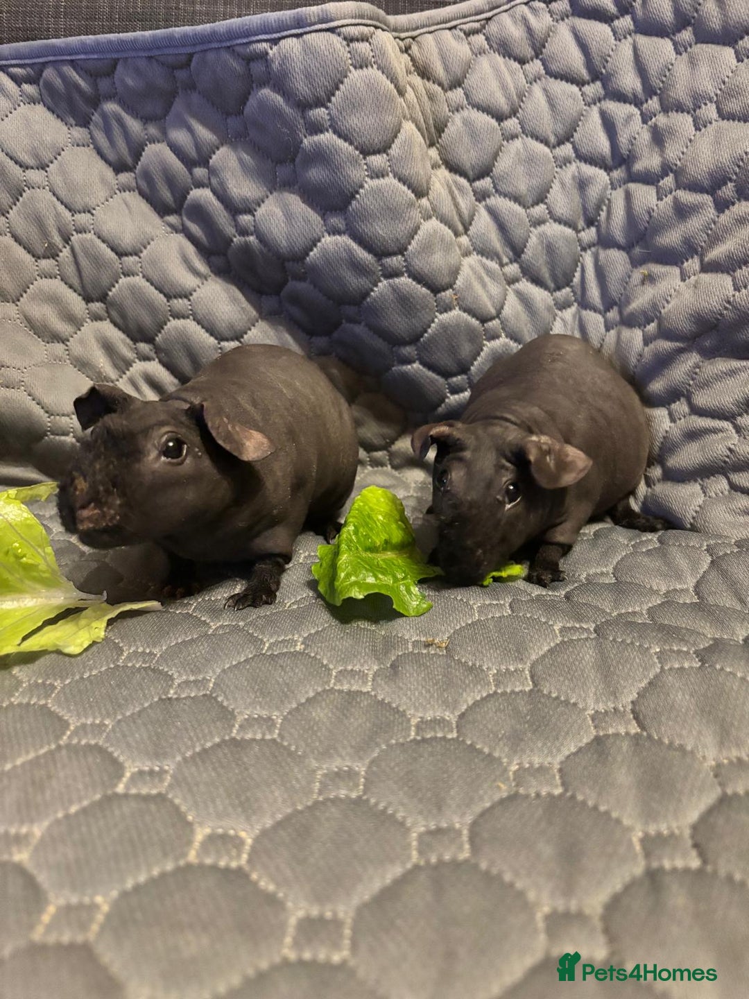 Guinea Pig rodents for sale: 2 female skinny pigs for sale - Advert 4
