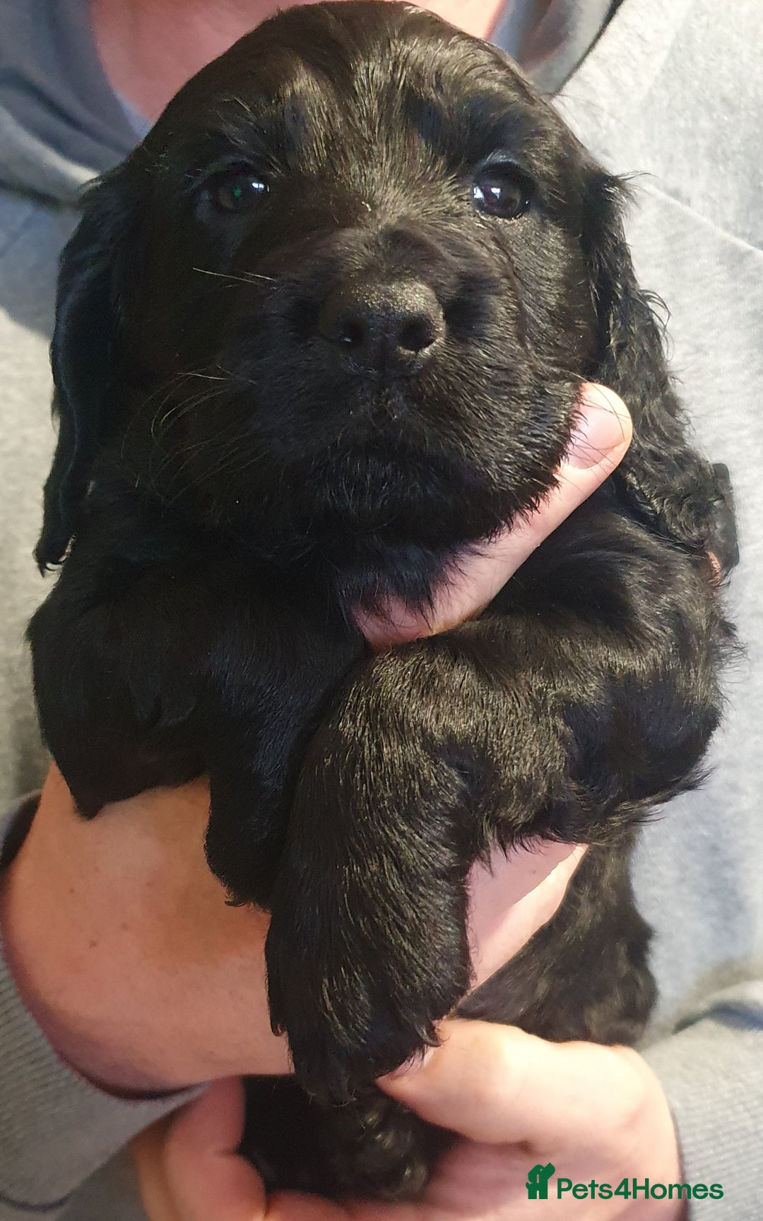 Cocker Spaniel dogs for sale: KC Registered Working Cocker Spaniel  - Advert 20
