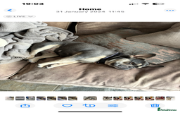 French Bulldog dogs for sale: Ready to go 2 x male French Bulldog KC registered - Image 20