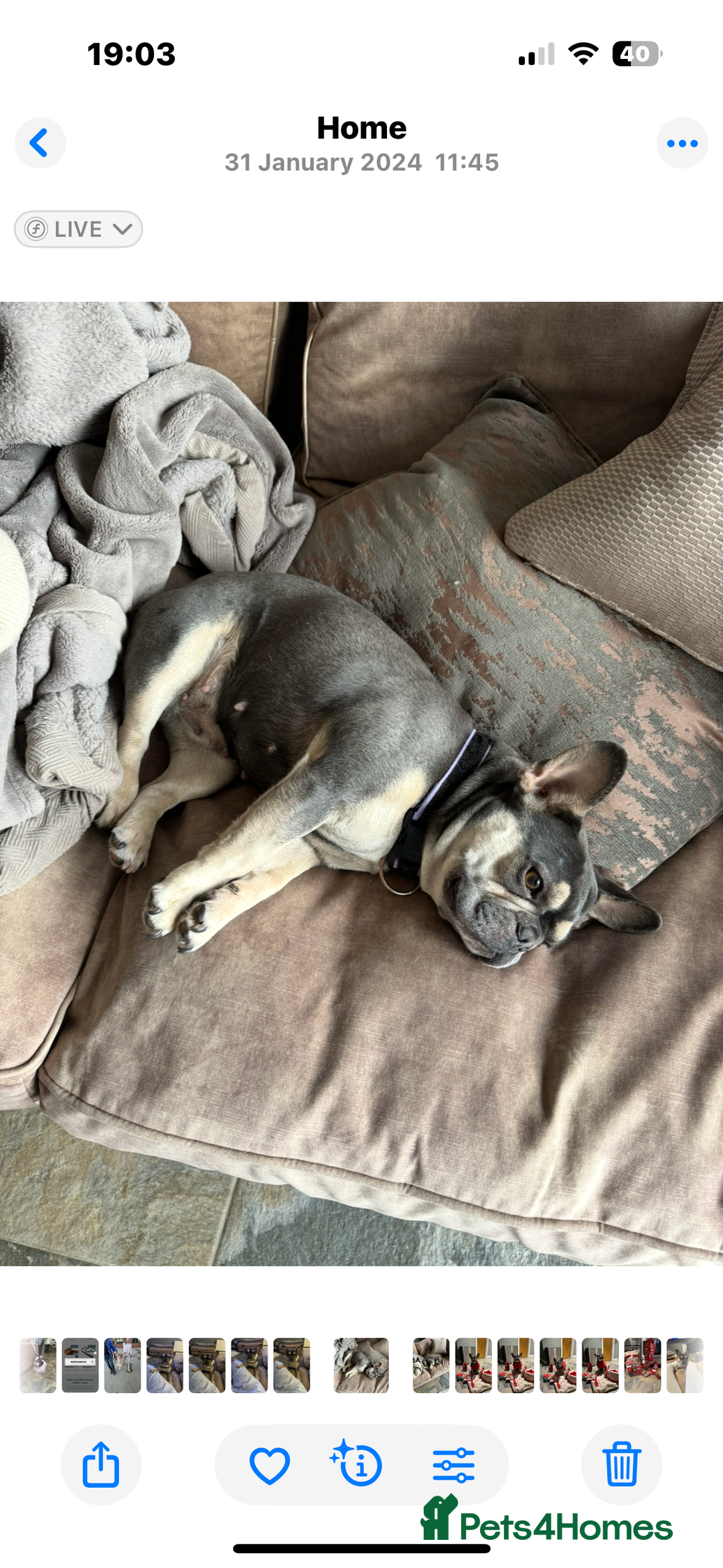 French Bulldog dogs for sale: Ready to go 2 x male French Bulldog KC registered - Image 20