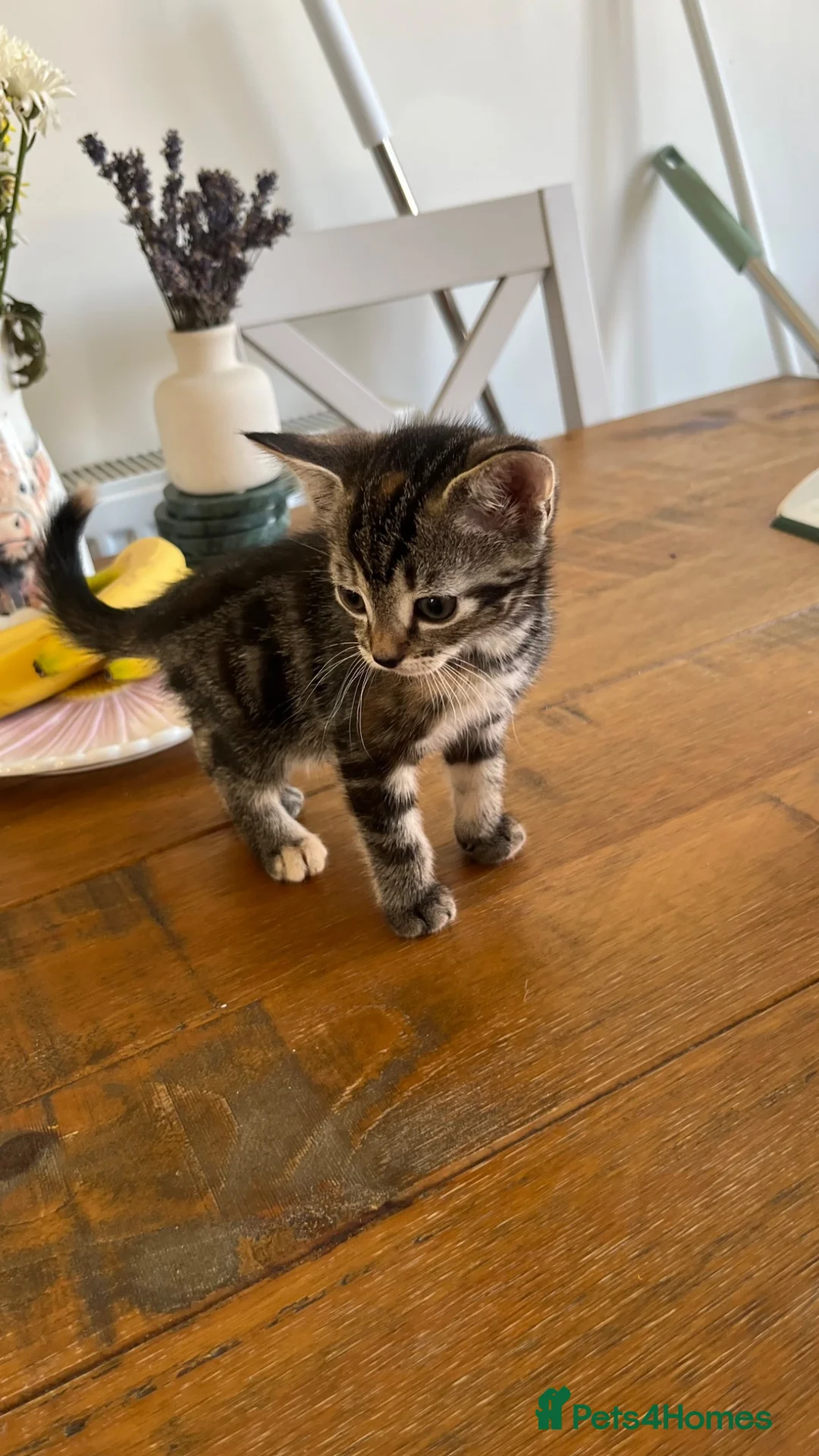 Mixed Breed cats for sale: 6 beautiful kittens  - Advert 11