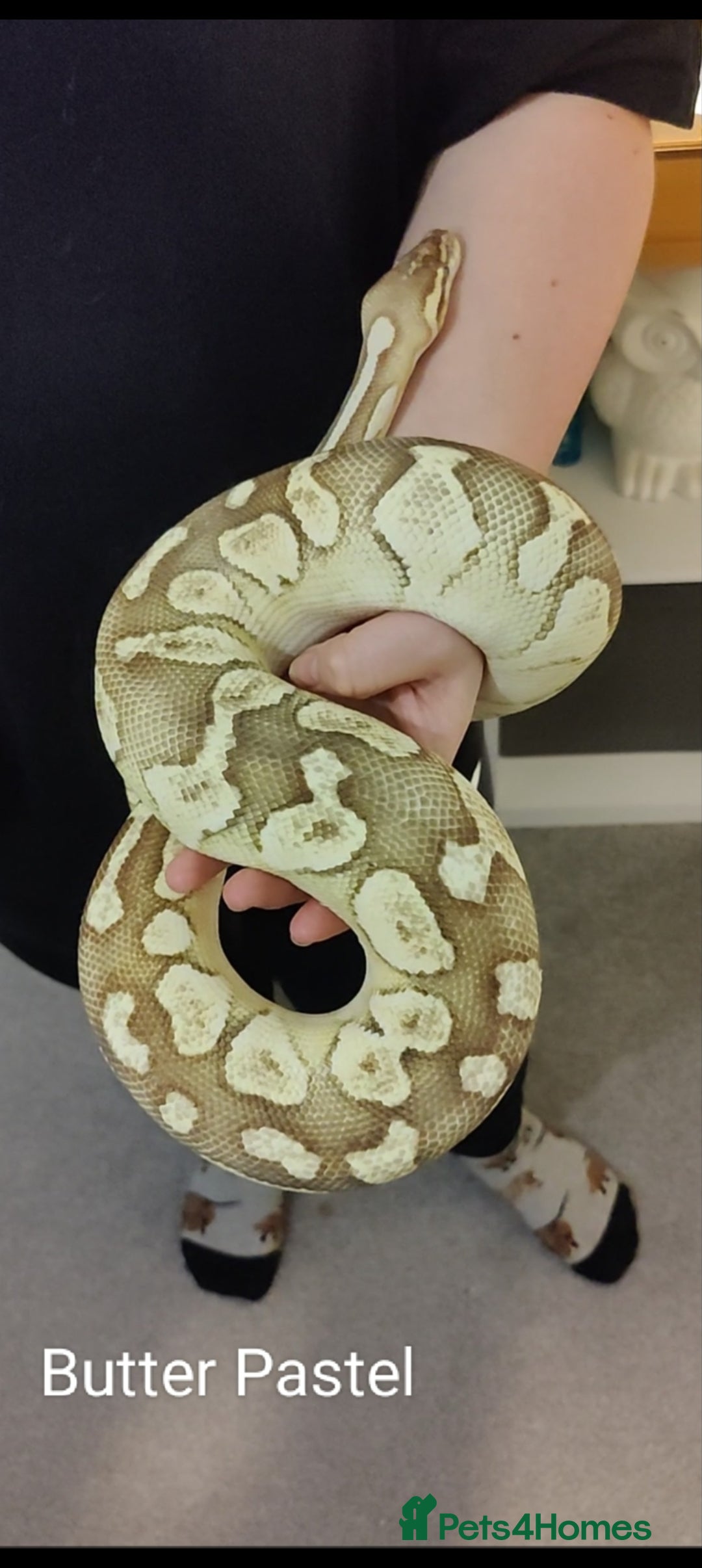 Python Snake reptiles for sale: Royal Python - Mixed morphs available - Advert 6