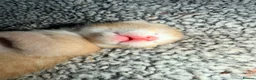 Mixed Breed cats for sale: Beautiful Family-Raised Kittens - Advert 20