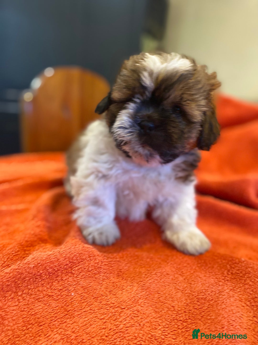 Shihpoo dogs for sale: ADORABLE SHIPOO PUPPIES - Advert 6