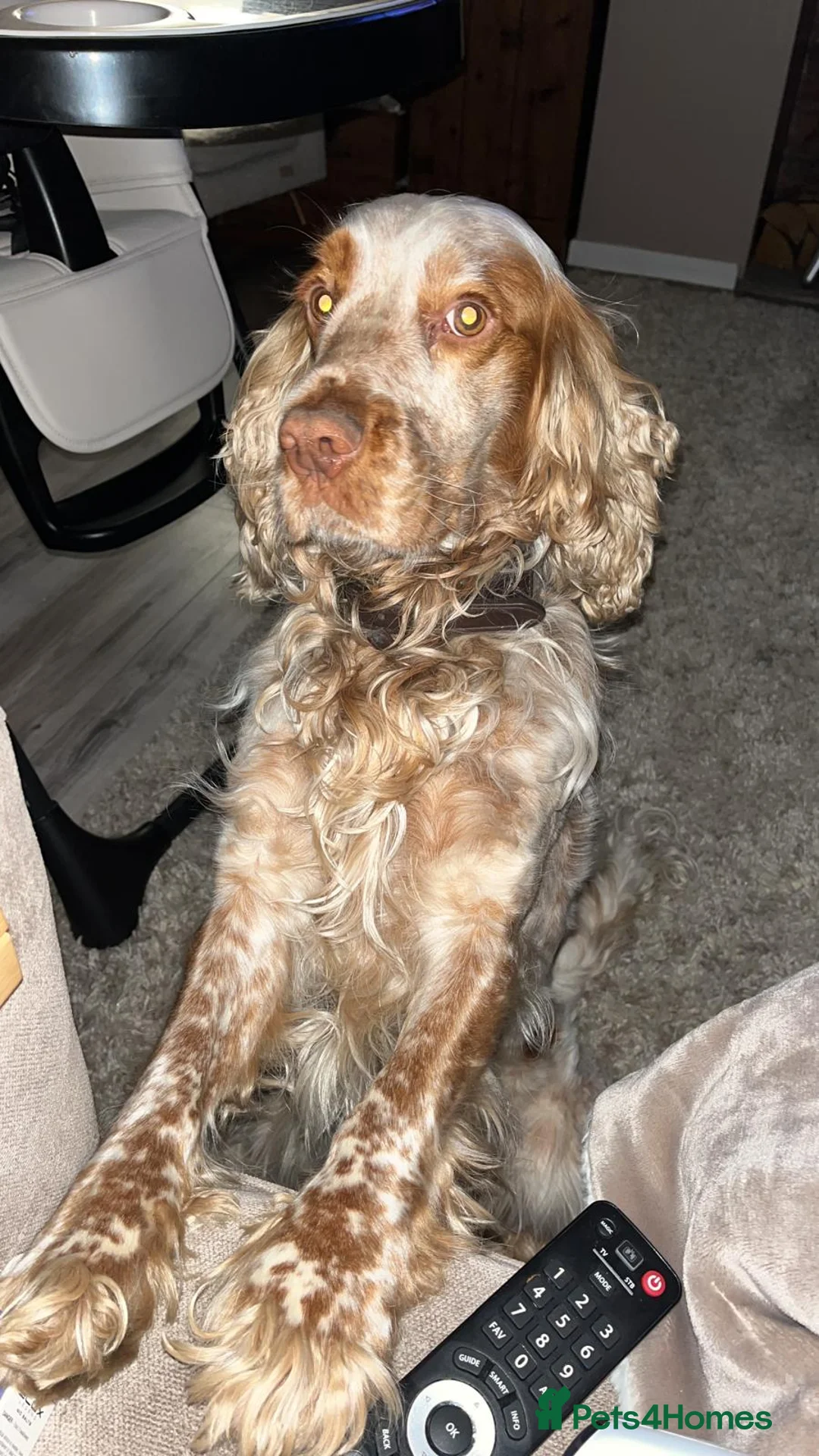 Cocker Spaniel dogs for sale: Working Cocker Spaniel - Advert 16