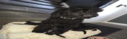 Miniature Poodle dogs for sale: Miniature poodles in Kidderminster - Advert 1