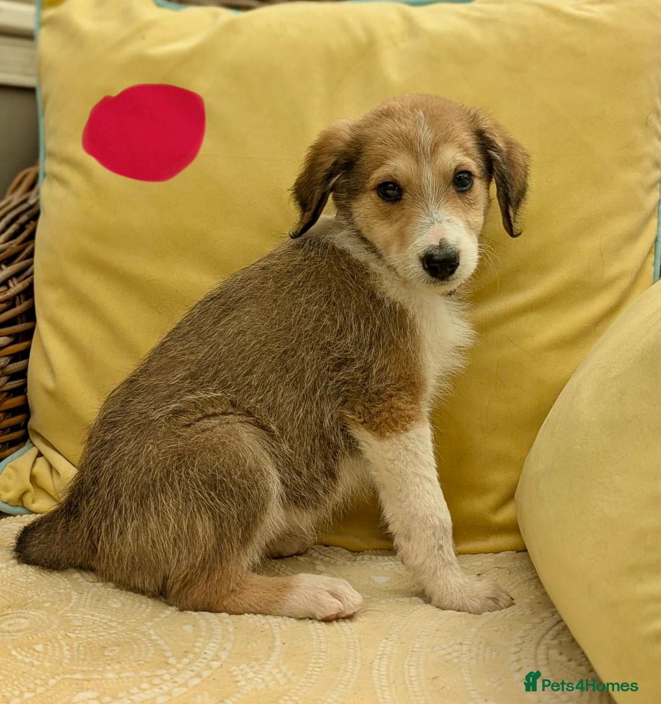 Bordoodle dogs for sale: Standard Bordoodle puppies- ready now - Advert 23