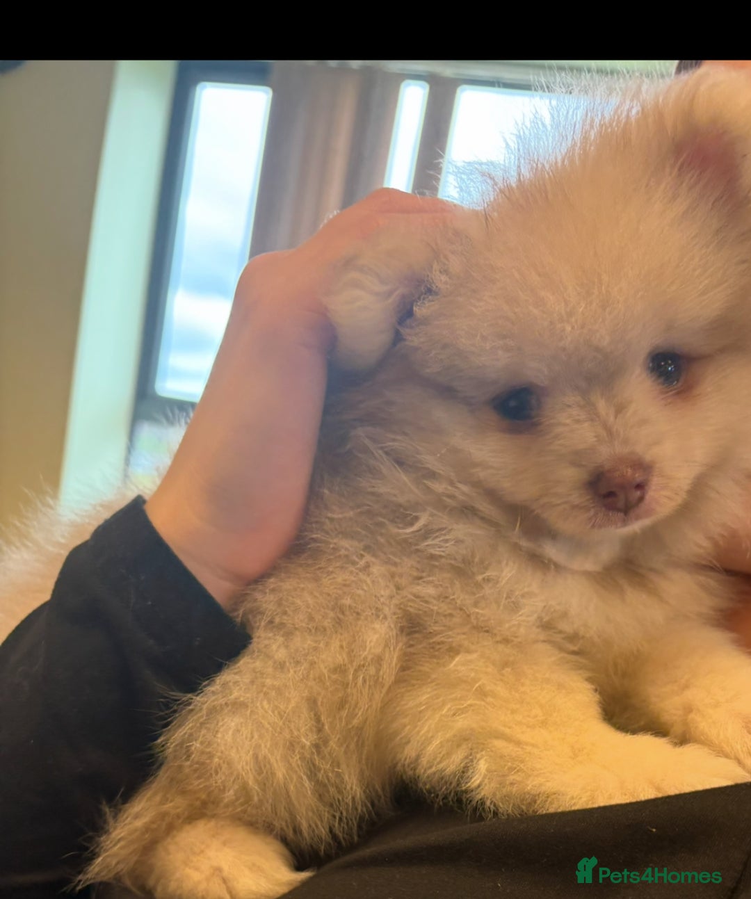 Pomeranian dogs for sale: Merle Pomeranian puppy - Image 5