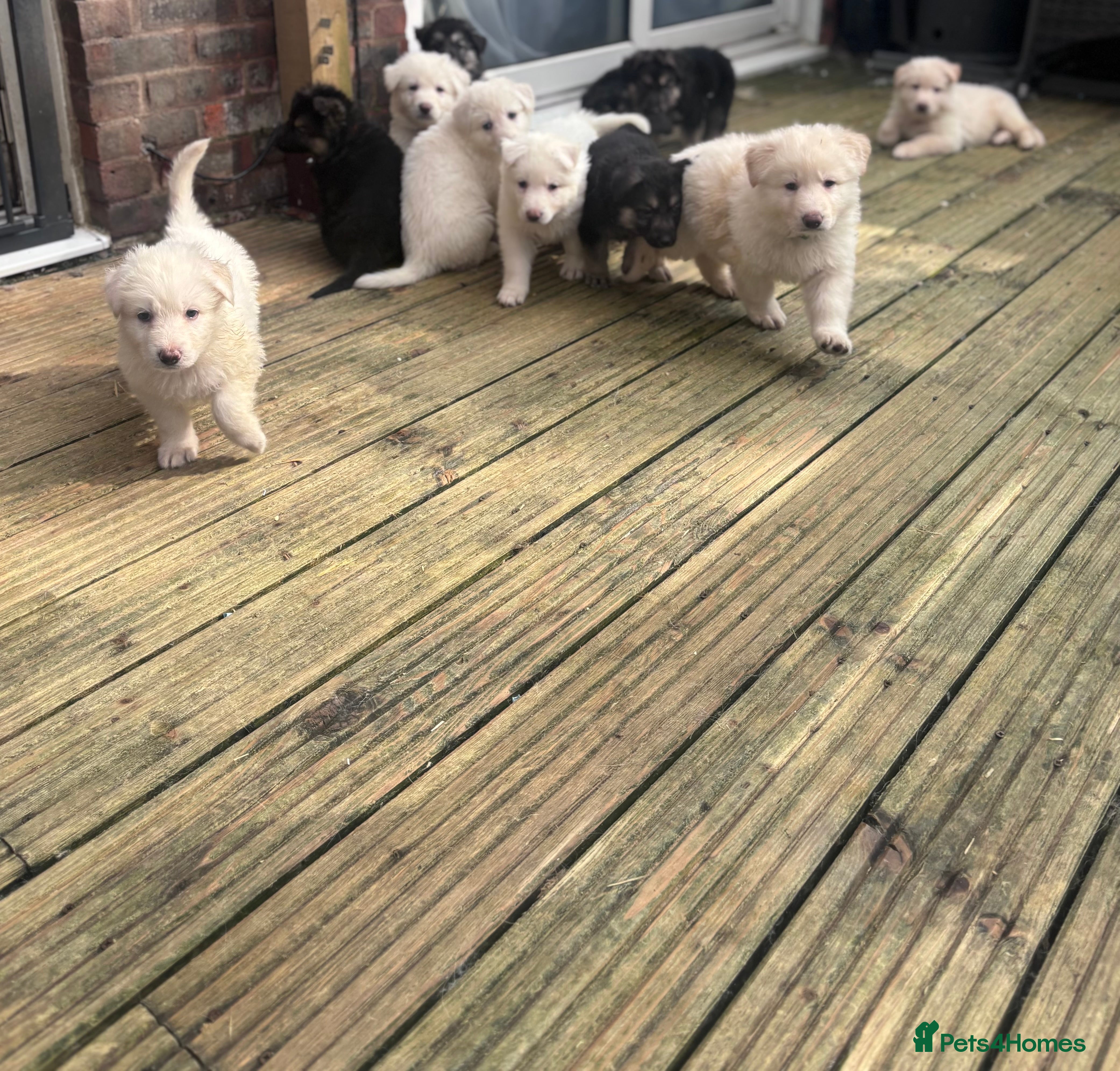 German Shepherd dogs Stunning German shepherd puppies * only 5 left * - Advert 5