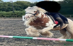 Irish Cob horses for sale: Beautiful Fella - Image 4
