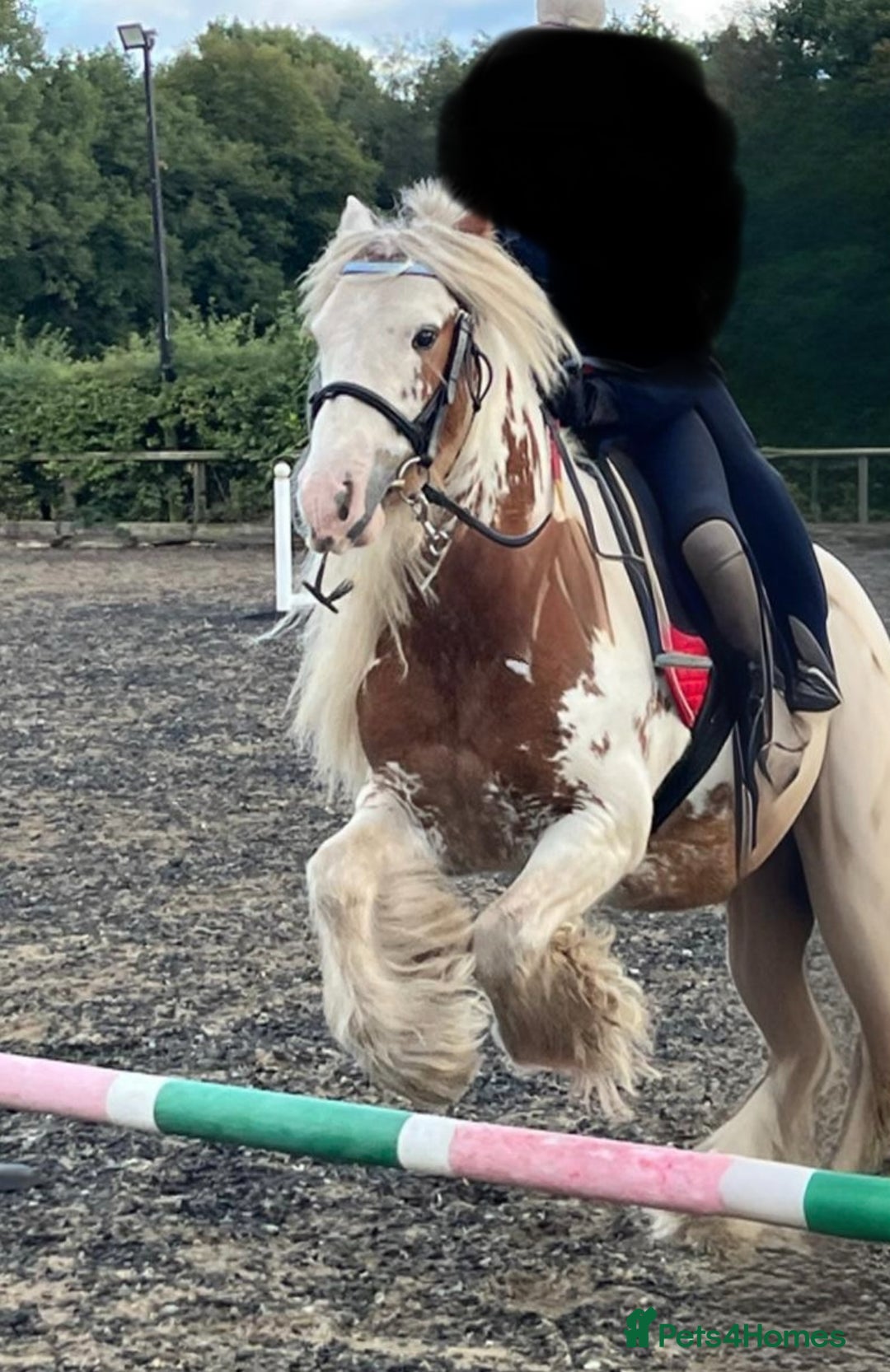 Irish Cob horses for sale: Beautiful Fella - Image 4