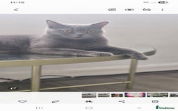 British Shorthair cats for sale: Pure BSH kittens GCCF Last Boy Left £700 - Image 15