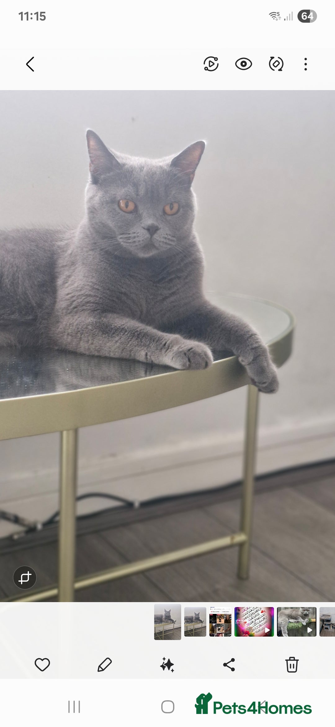 British Shorthair cats for sale: Pure BSH kittens GCCF Last Boy Left £700 - Image 15